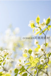 春日枝头绽放的洁白花朵与嫩绿新叶