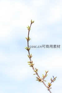 细枝顶端萌发的新芽迎向湛蓝天空