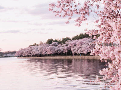 湖畔樱花如云霞倒映水中春意盎然