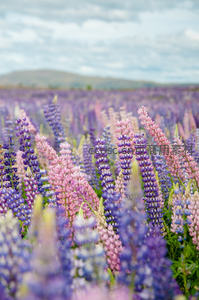 紫色鲁冰花海在微风中摇曳生姿