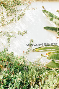 绿植攀爬白墙光影斑驳如画