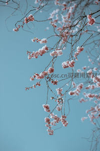 粉樱枝头映蓝天，春意盎然花满枝