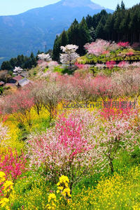 山野花海绚烂开，桃李争春色满坡