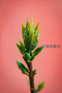 嫩绿新芽在柔和粉红背景下舒展