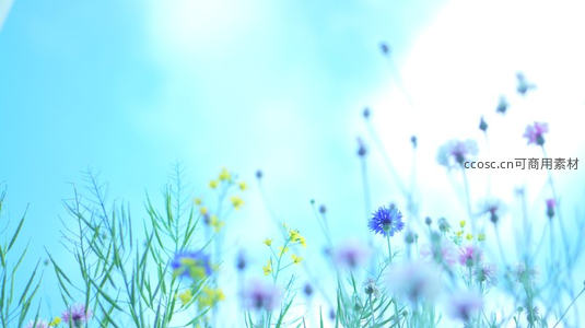 野花摇曳风中，蓝天为幕梦幻如画