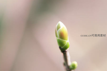 嫩芽初绽枝头，生命萌动春意浓