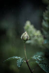 雨滴轻吻花苞，静谧花园诗意盎然