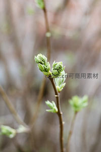 新芽破土而出的绿色希望