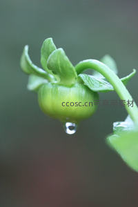 露珠悬垂于青翠花苞之上