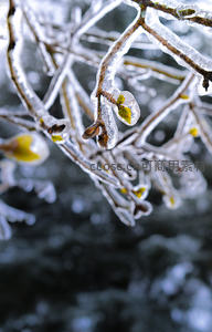 冰封枝头嫩芽初绽