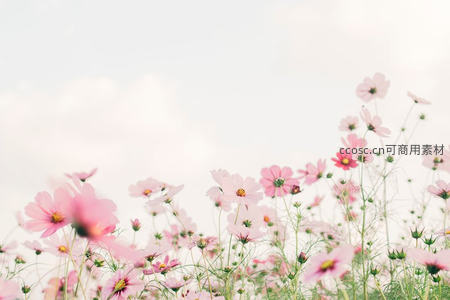 粉色波斯菊随风摇曳