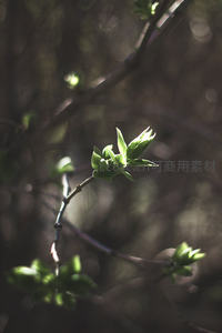 新芽破暗枝而出，嫩绿迎光显生机