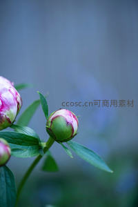 芍药花苞羞涩，粉绿相映成趣