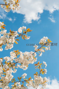 樱花满枝映蓝天，春风拂面醉人心