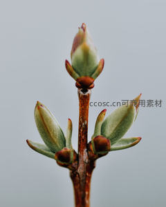 枝头新芽初绽，春意盎然