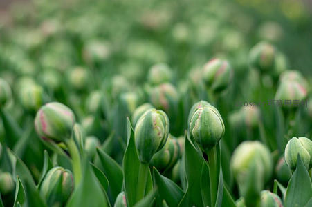 郁金香花田，含苞待放