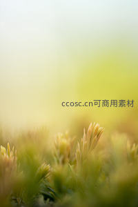 晨光草尖，柔焦梦幻