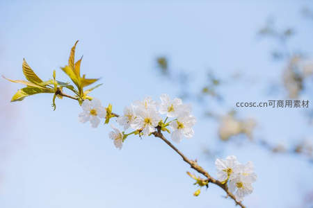 樱花枝头映晴空