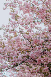 粉樱满枝春意浓，柔美花海醉人心