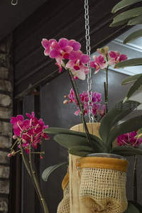 紫红蝴蝶兰垂挂于麻布花盆，室内雅致景致