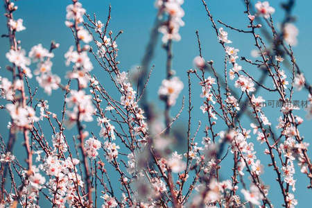蓝天映衬下杏花枝条绽放洁白花朵