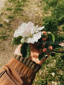 手捧苹果花，春日温柔触感