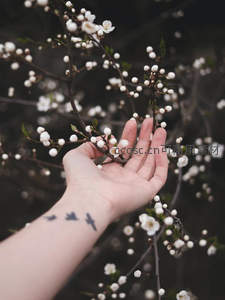 掌心承花，腕间飞鸟共赏春光