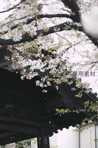 古檐飞角衬樱雪，传统建筑春韵