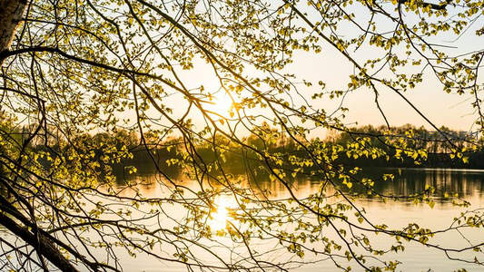 夕阳透过新叶洒湖面，静谧黄昏如诗画