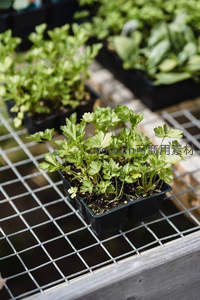 翠绿欧芹幼苗静待生长