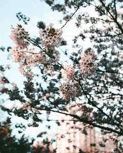 仰拍樱花绽放蓝天之下