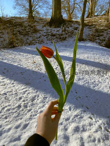 雪地里绽放的橙色郁金香