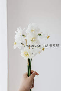 手捧洁白水仙花，简约优雅的居家时刻