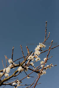 蓝天映衬下的洁白梅花枝头