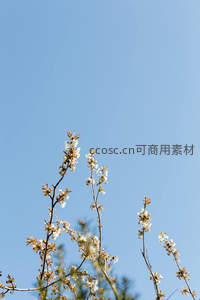 仰拍视角下的樱花枝与蓝天