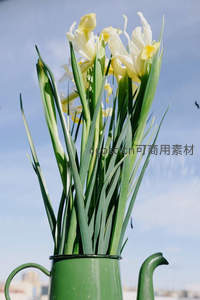 绿壶中的鸢尾花束
