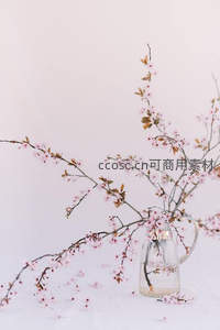 玻璃水壶中的粉色樱花枝条