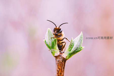 微距镜头下的蜜蜂与新芽特写