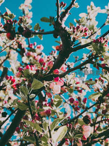 仰拍视角下的苹果花蕾与蓝天