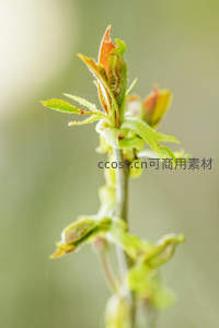 嫩芽初绽，春意盎然的微距特写