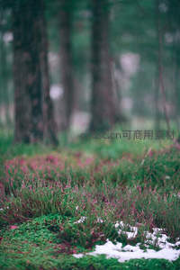 林间苔藓与残雪的静谧春景