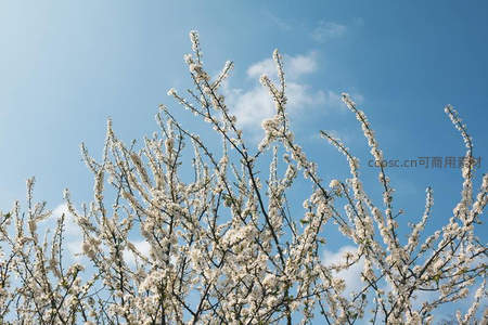 蓝天映衬下盛放的洁白花枝