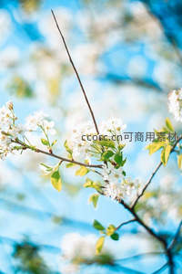 微风中摇曳的梨花与嫩叶