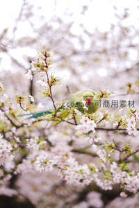 绿鹦鹉栖枝头，樱花丛中品春意