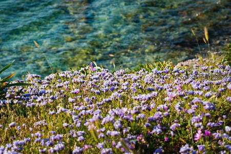 紫色野花簇拥海岸，碧水轻漾映春光