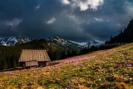 山野小屋与紫色花海的壮丽风景