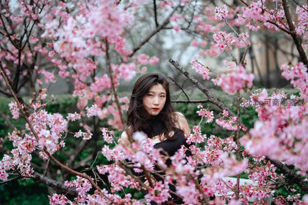 粉色樱花丛中优雅女子回眸