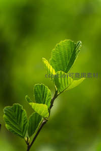 新绿叶片特写，脉络清晰