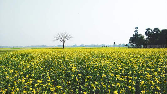 金黄油菜花海中孤树静立