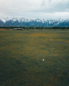雪山脚下花海无垠，一人独行